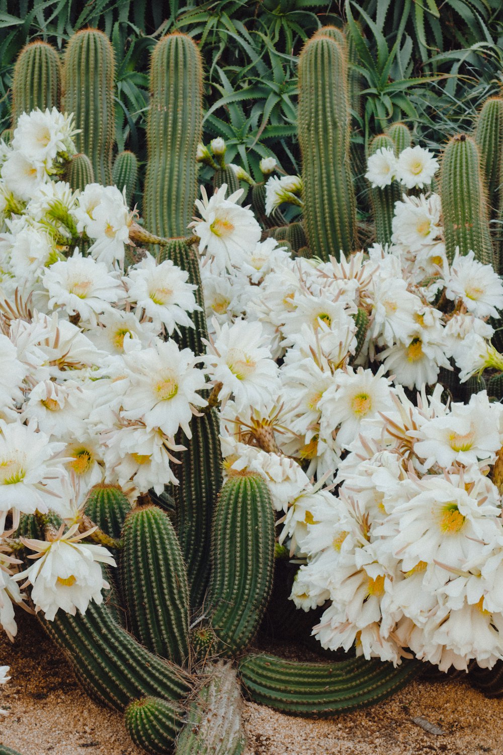 green cactus with flowers