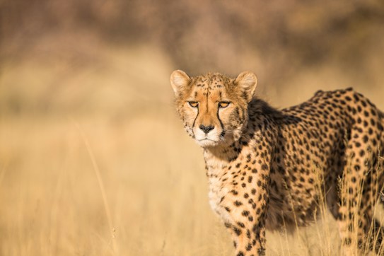 A cheetah stands alert in a dry, grassy savanna, displaying its distinctive spotted fur and slender, athletic build, against a blurred background of tall, sunlit grass.