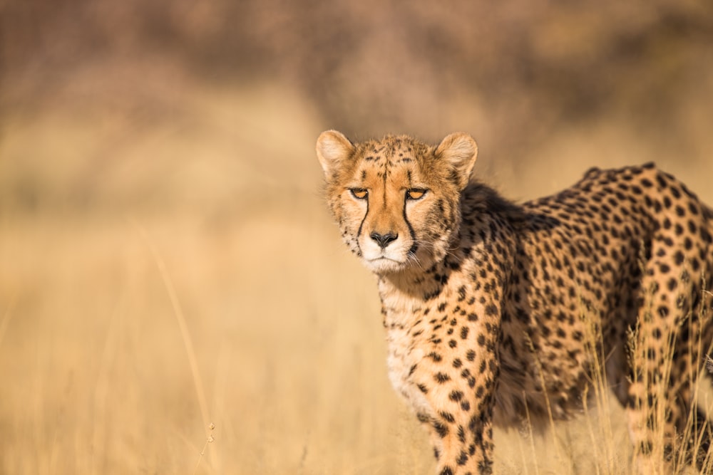 shallow focus photography of leopard