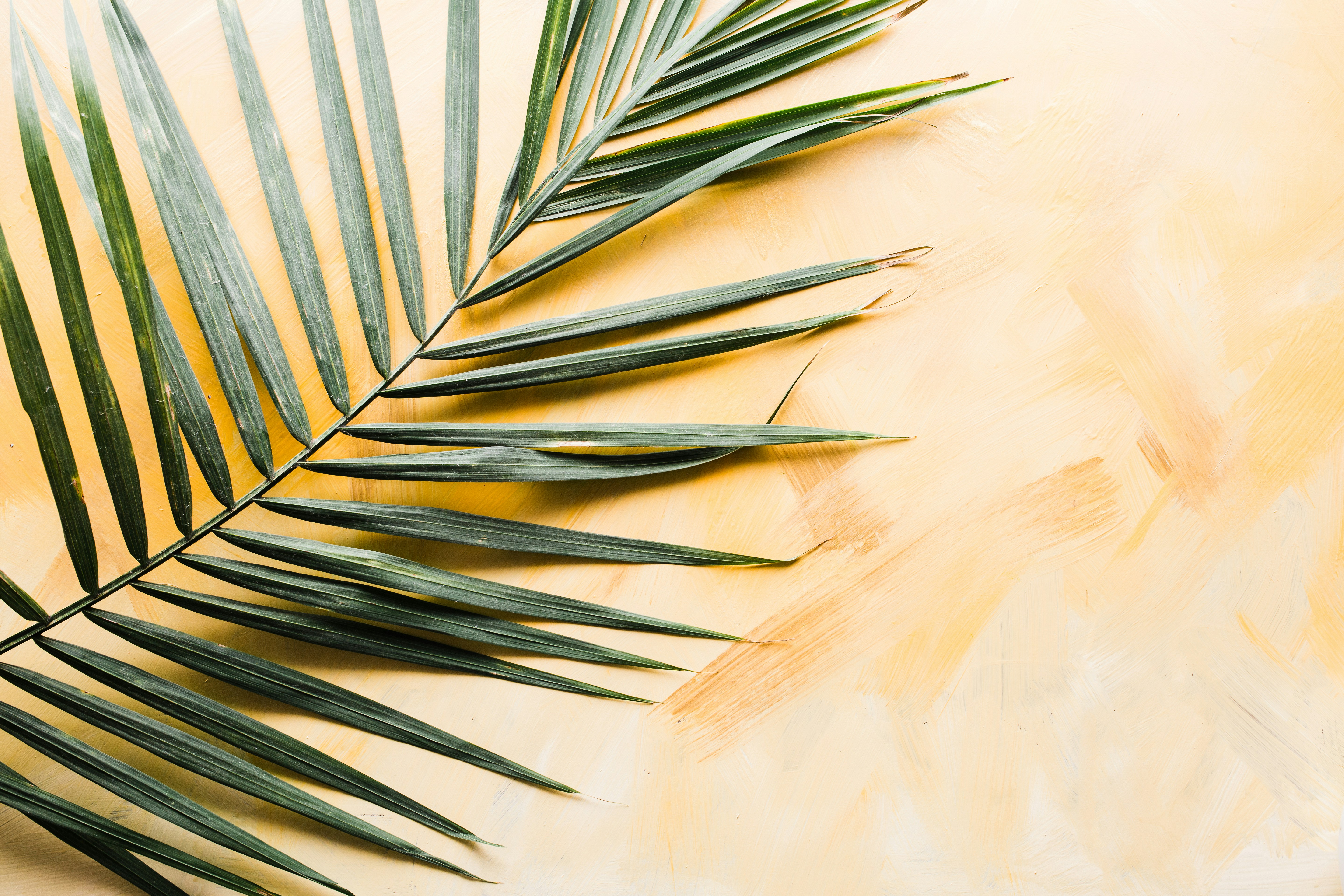 We bought this beautiful indoor palm for our new home. And the poor thing was unhappy from day 1. Before saying goodbye to the last little frond, I grabbed my camera to capture it’s pretty shape.