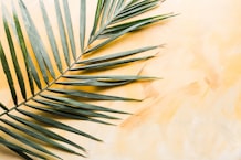 Some Things About Palm Sunday That Remind Us Christ Is King