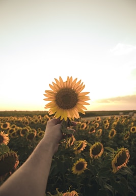 person holding sunflower
