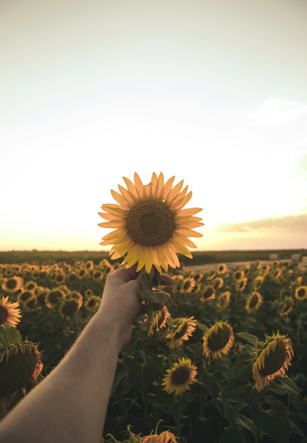 person holding sunflower