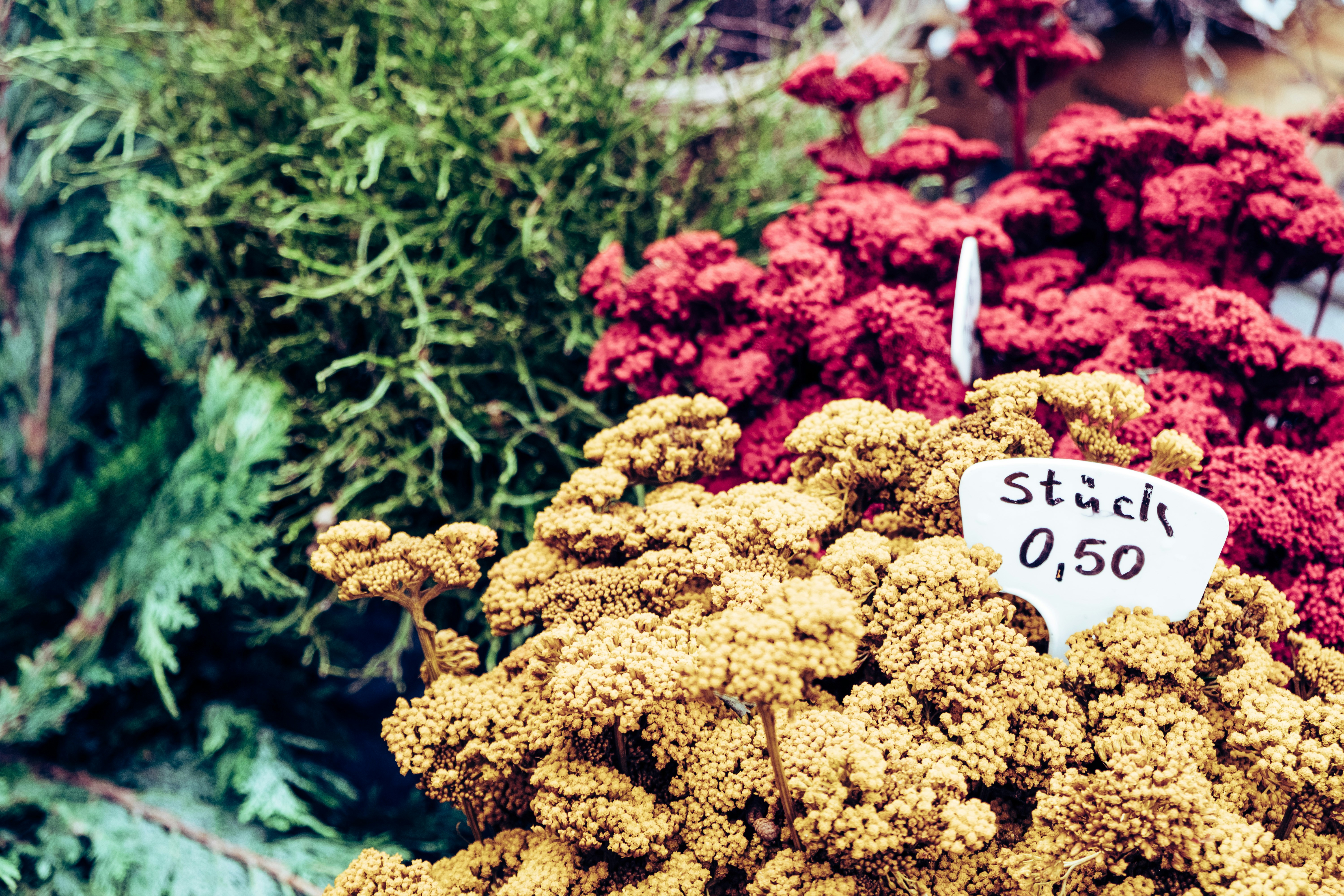 Dried flower bouquets in warm yellows and reds on a market stall, with a handwritten price tag.