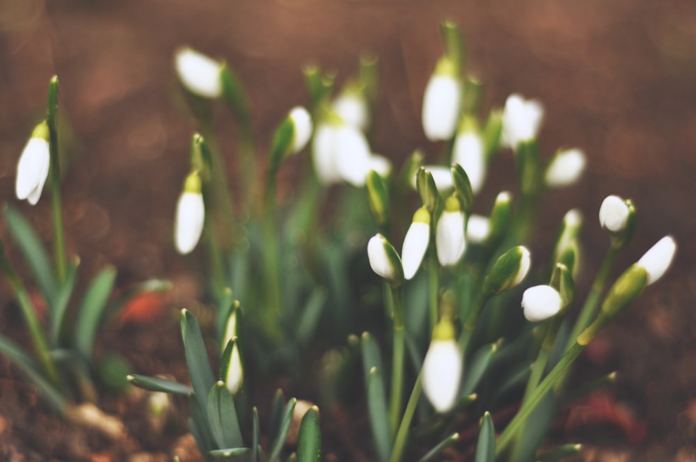 shallow focus photography of white flowers