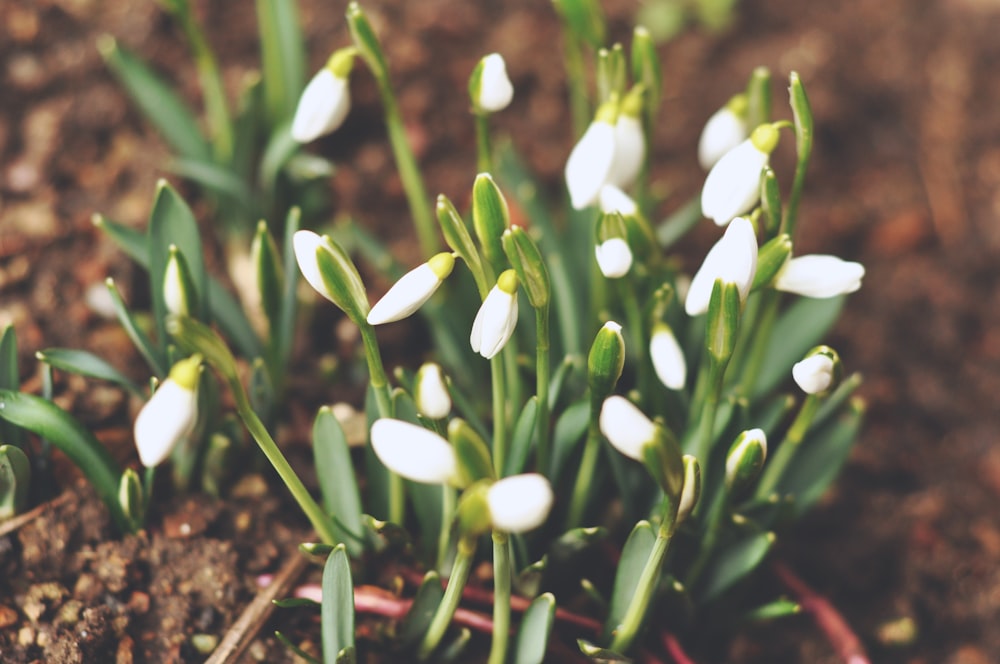 shallow focus photography of white petal flowers