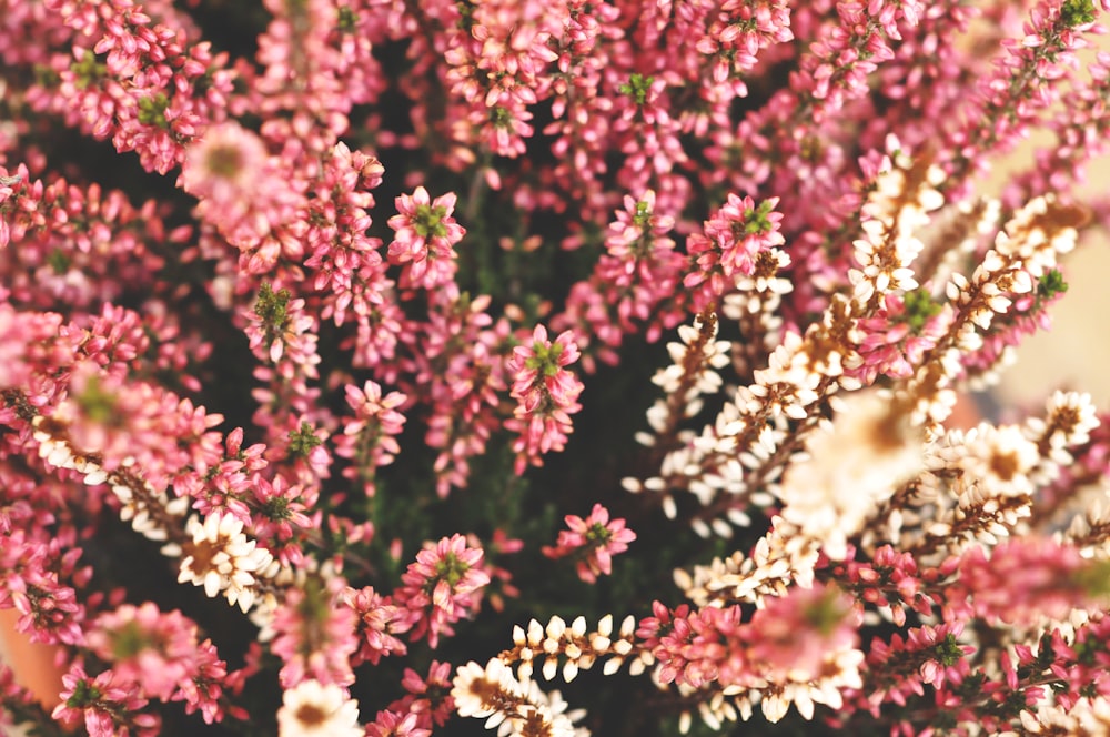 red and white flowers