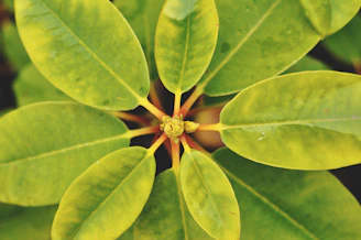 Side view of a Blue Bubblegum plant with uniform structure and healthy green leaves.