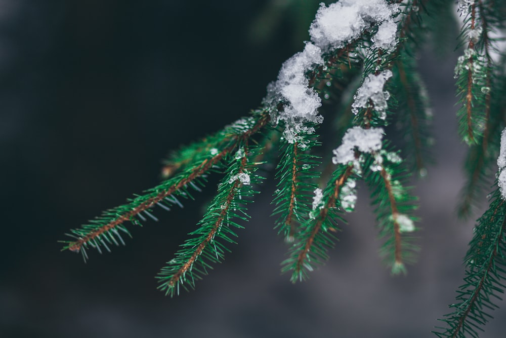 selective focus photography of tree