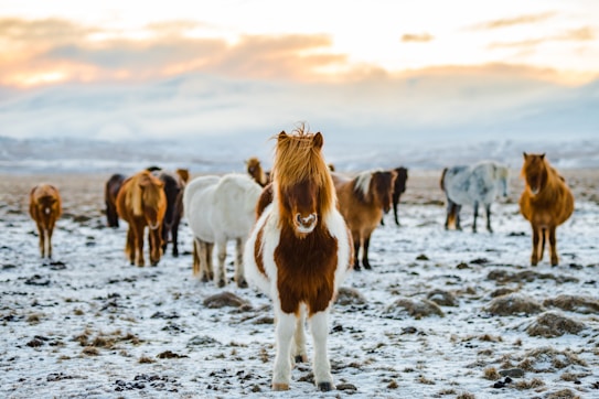 A group of Icelandic horses stands on a snow-covered landscape with a backdrop of distant mountains under a soft sunrise or sunset sky.