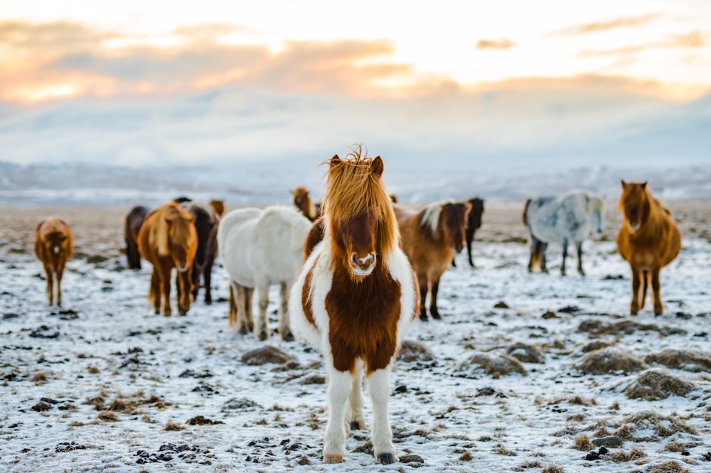 herd of white and brown donkeys on snow-covered land