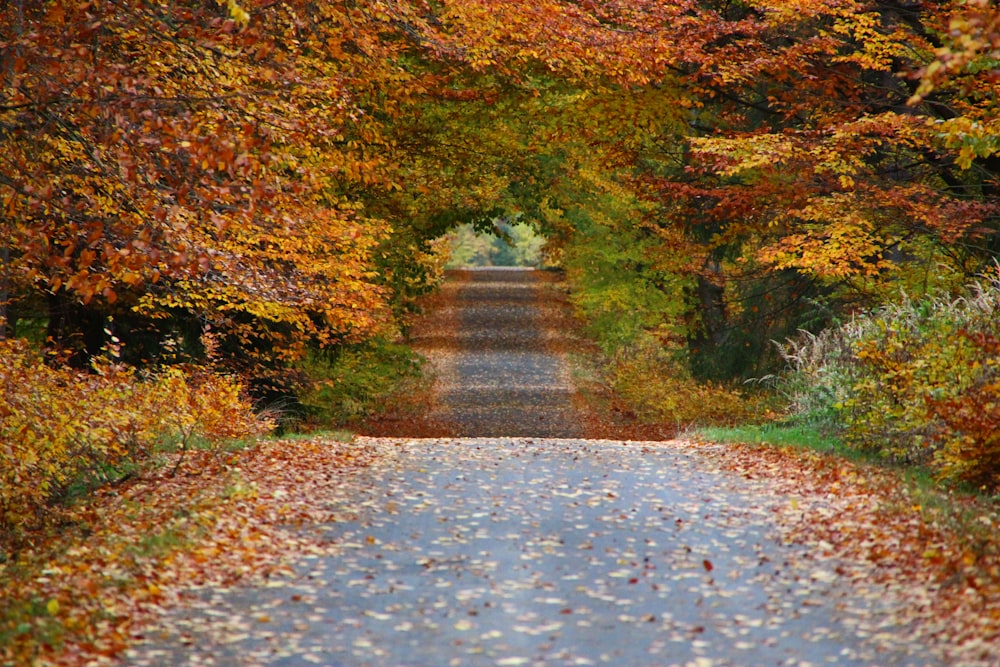 gray asphalt road between trees