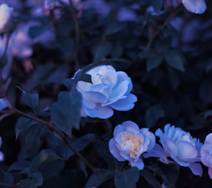 purple and white flowers