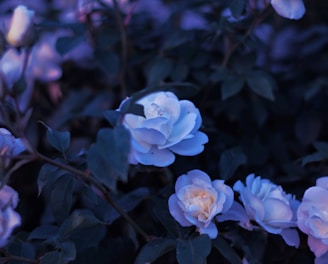 purple and white flowers