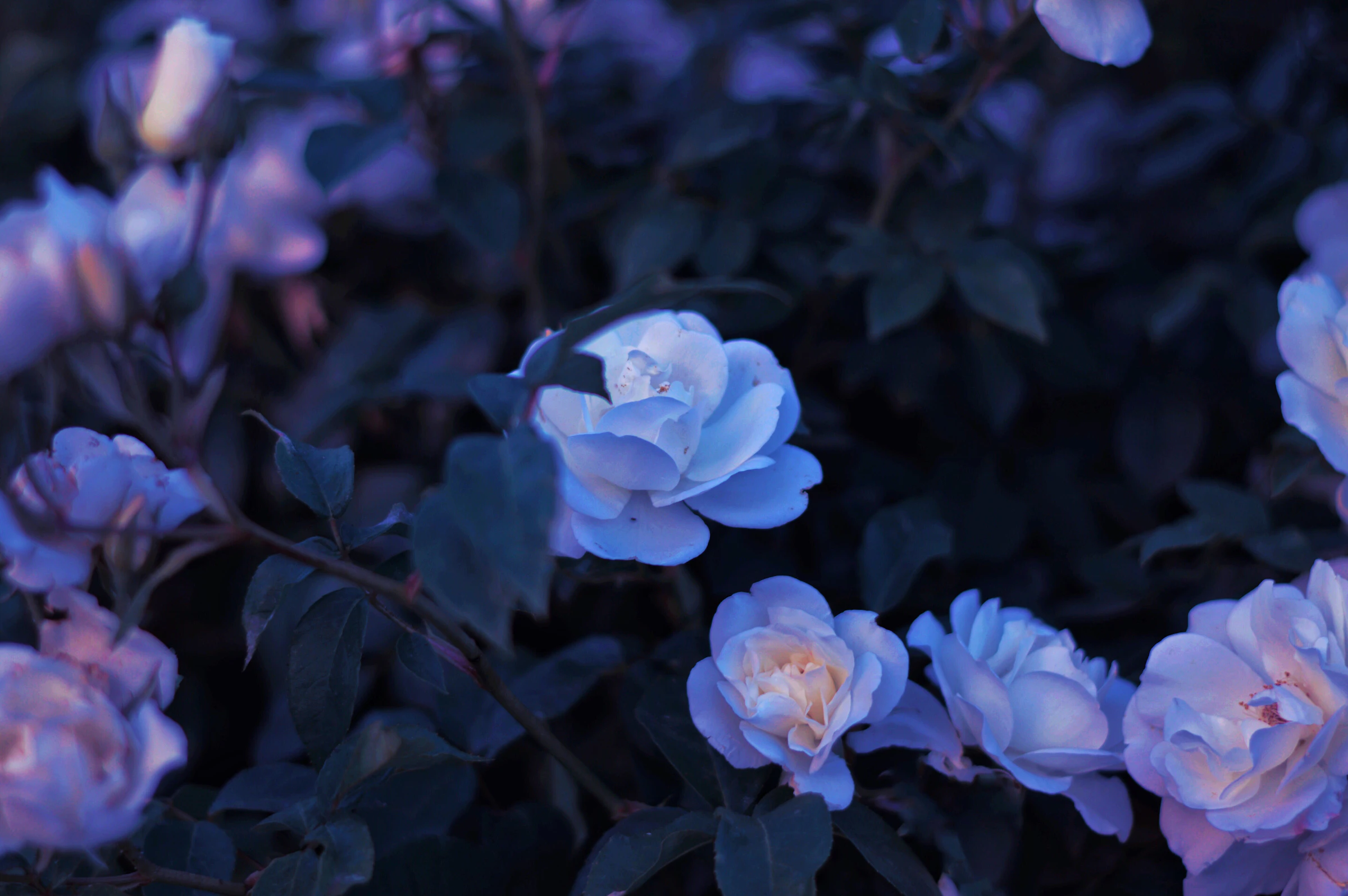 Cream and blush English garden roses at twilight — a quiet, unhurried welcome from the British School of Sustainable Floristry.