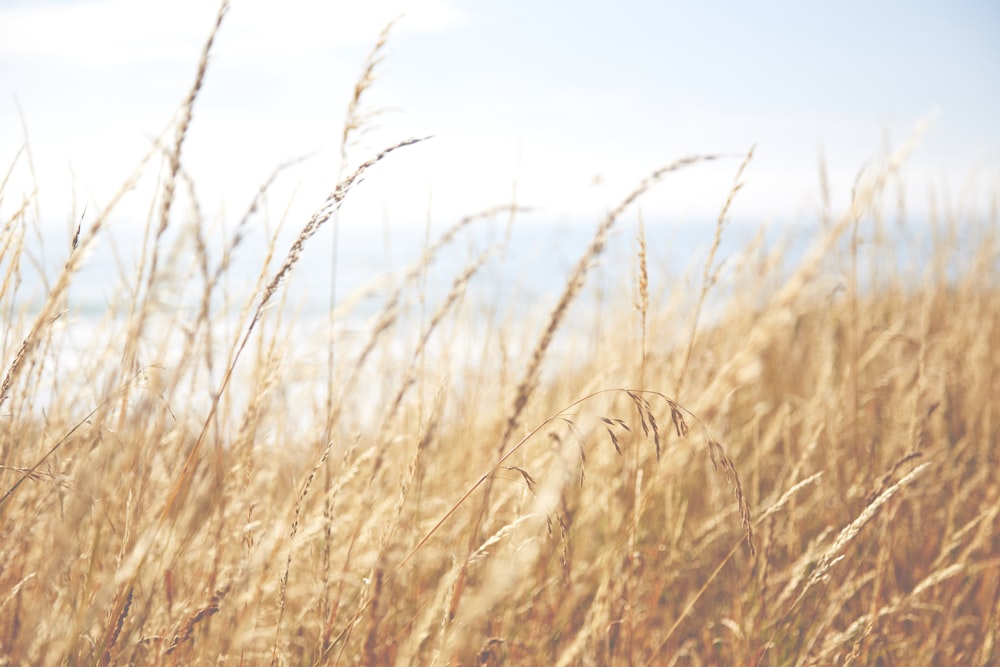 closeup photo of brown grass