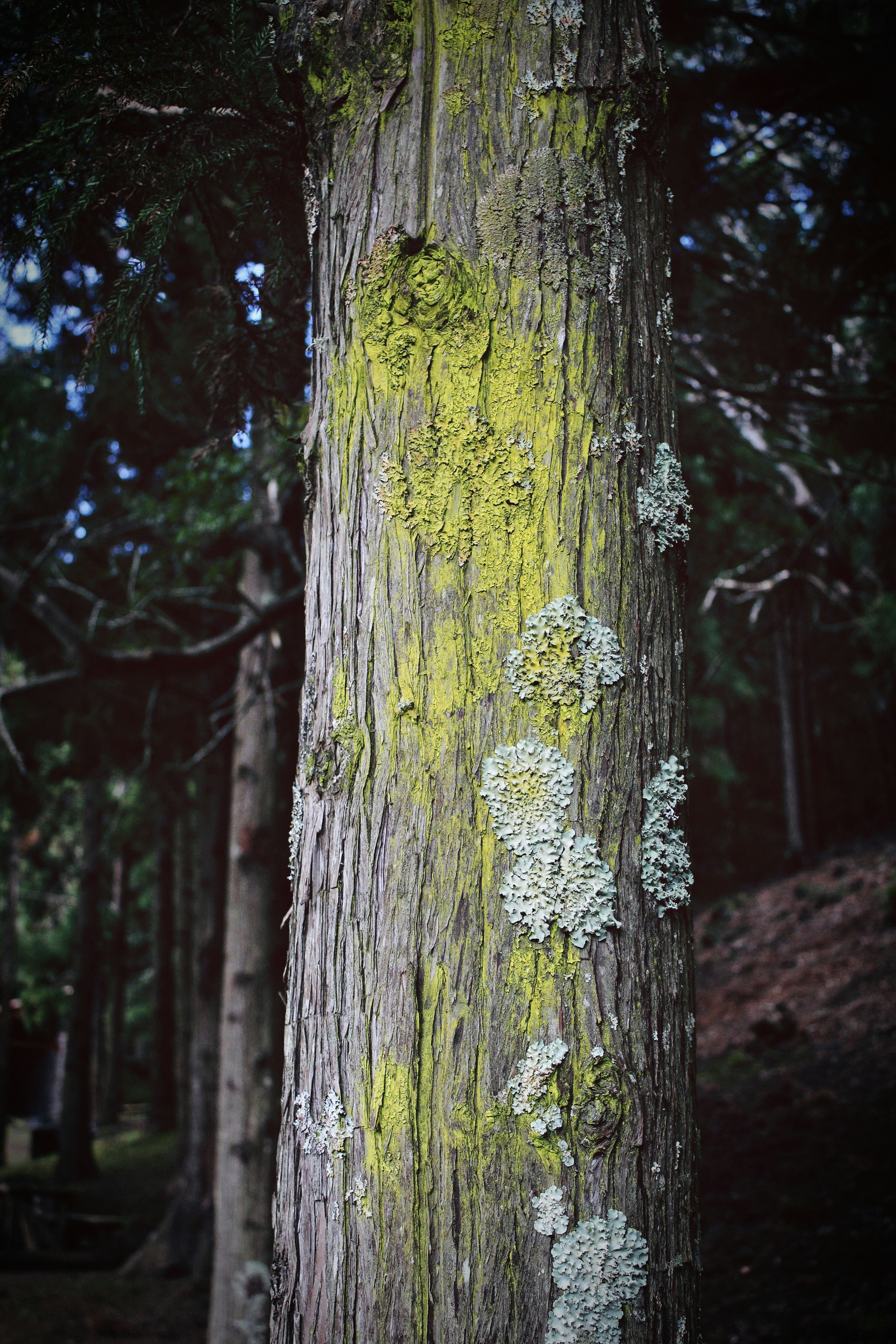 closeup photo of tree trunk