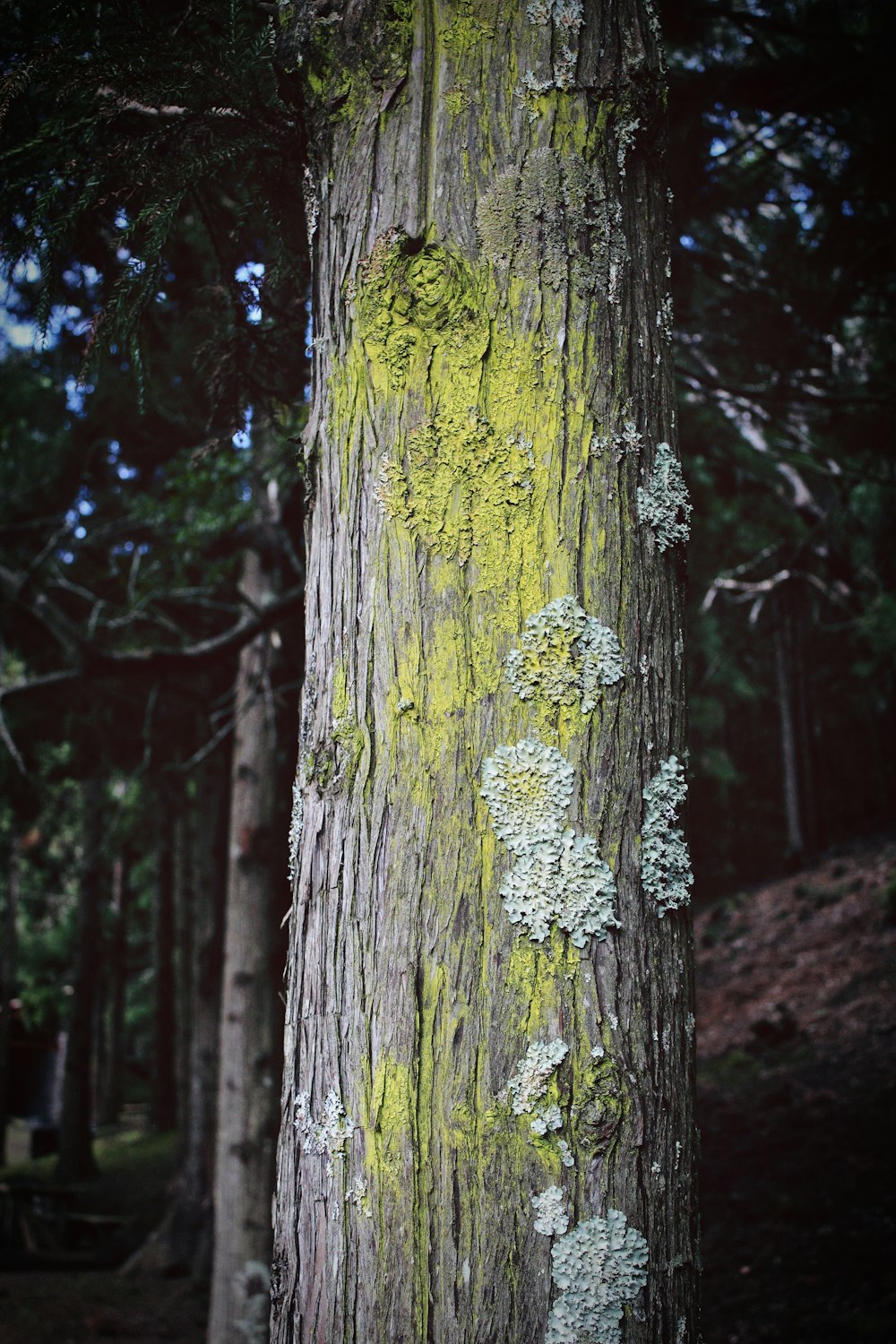 closeup photo of tree trunk