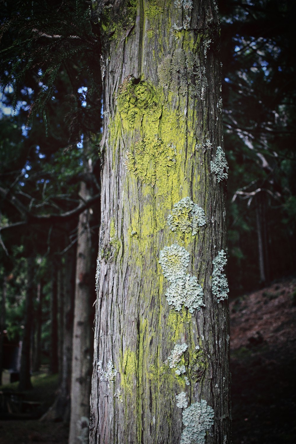 photo en gros plan d’un tronc d’arbre