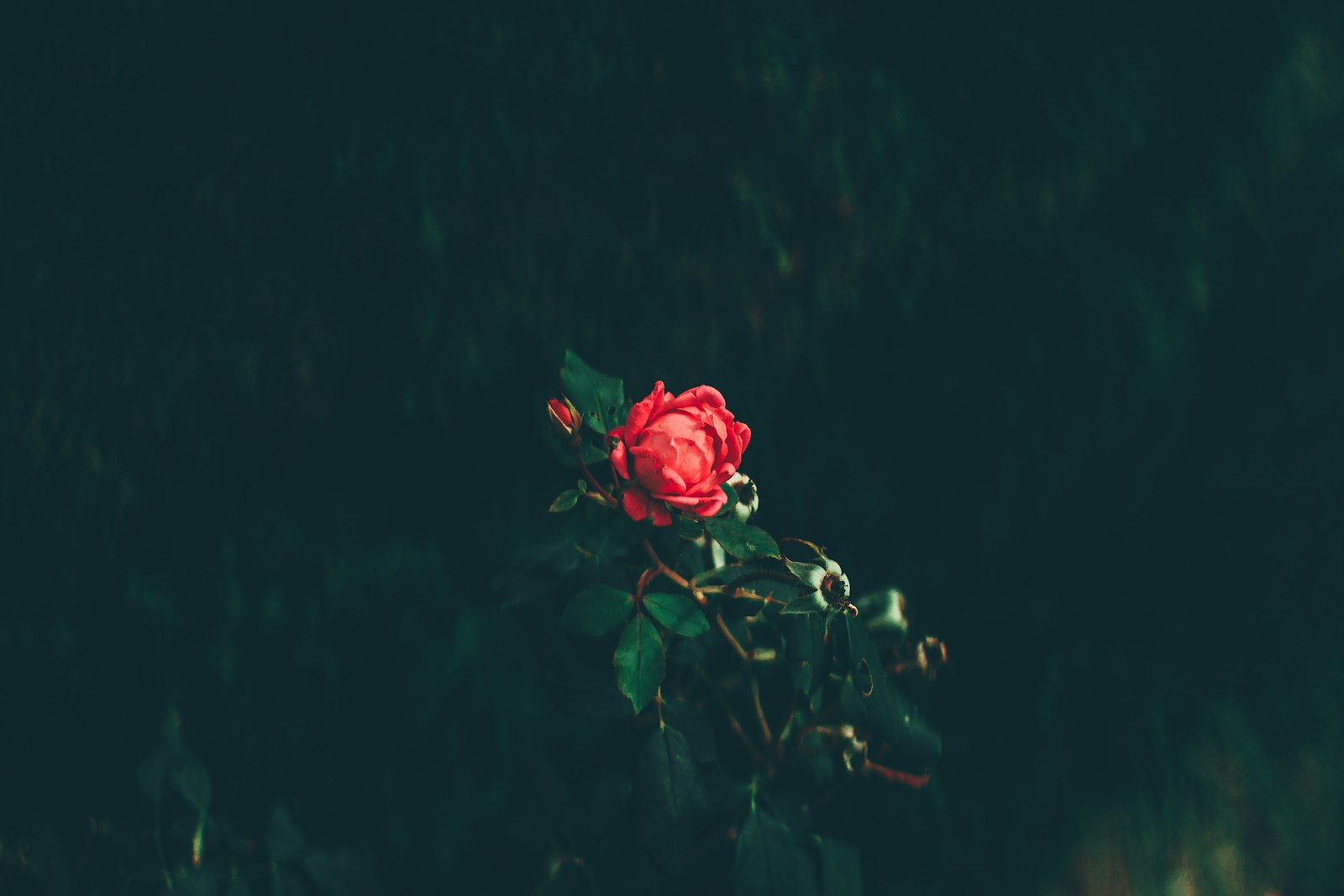 Canon EOS 50D + Canon EF 50mm F1.4 USM sample photo. Red rose in bloom photography