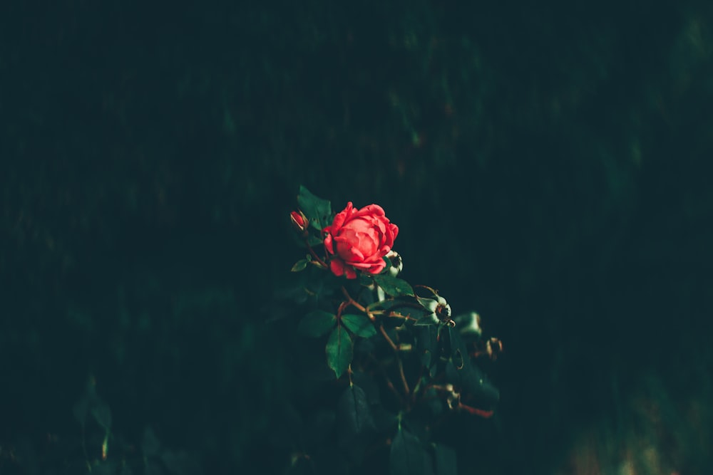 Rote Rose blüht