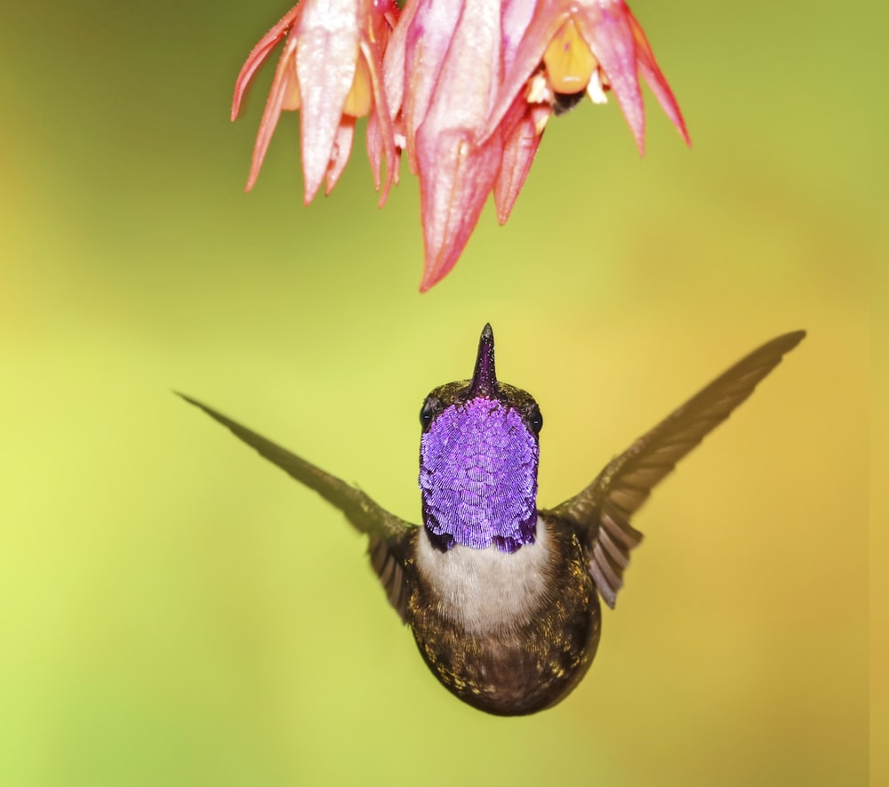 fotografia a fuoco superficiale del colibrì marrone