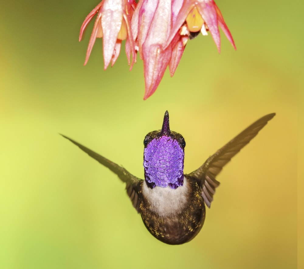 shallow focus photography of brown hummingbird