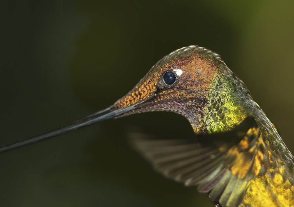 Fotografía de enfoque selectivo de pájaro de pico largo verde y amarillo