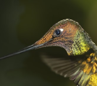 selective focus photography of green and yellow long-beaked bird