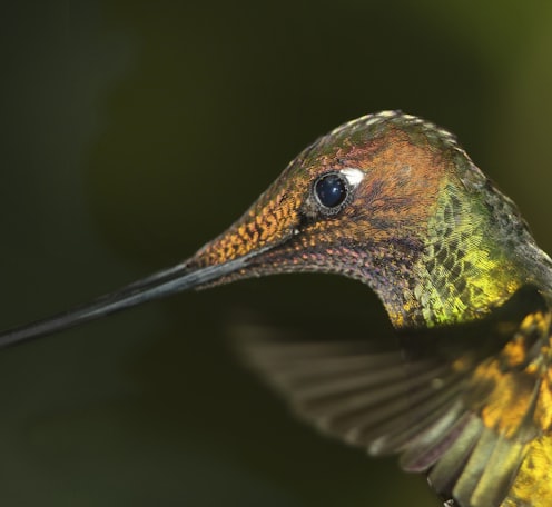 selective focus photography of green and yellow long-beaked bird