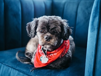 A small dog with black and brown fur is wearing a red bandana around its neck. It is sitting on a plush, dark blue sofa, looking directly at the camera with an attentive expression.