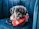 Happy dog wearing a stylish bandana sitting on a cozy couch