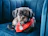 Happy dog wearing a stylish bandana sitting on a cozy couch