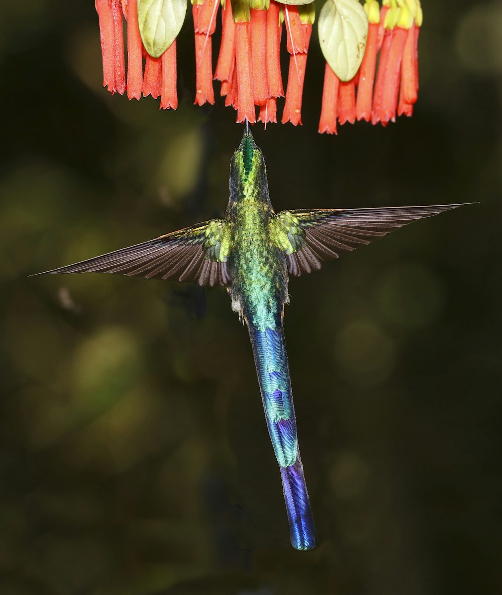 blue and green bird