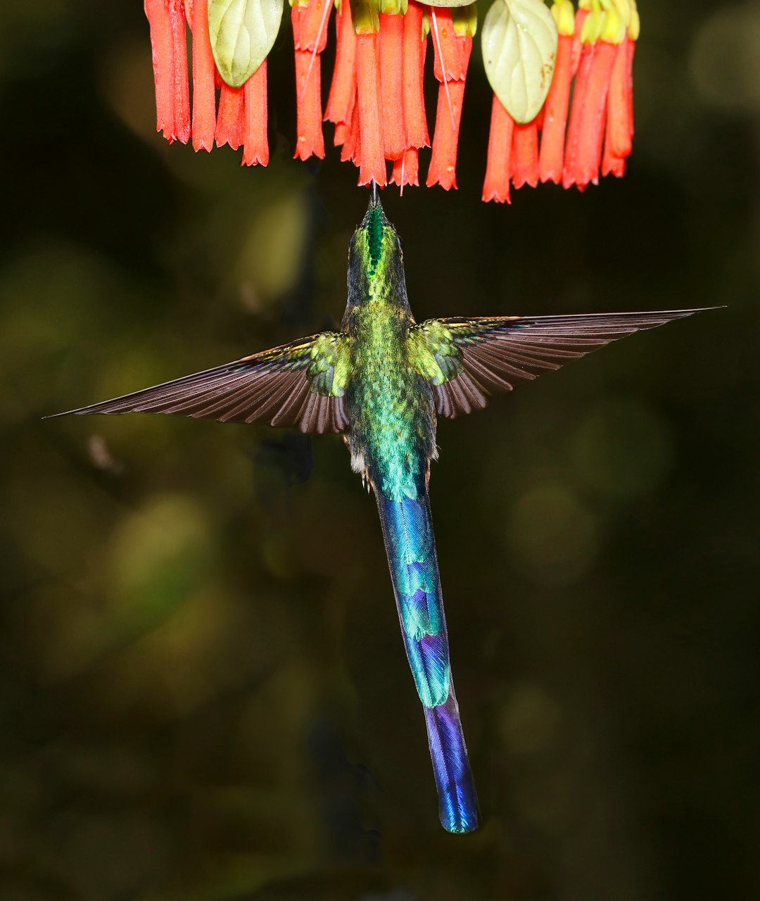 Wildlife photo spot Tandayapa Bird Lodge Volcano Antisana