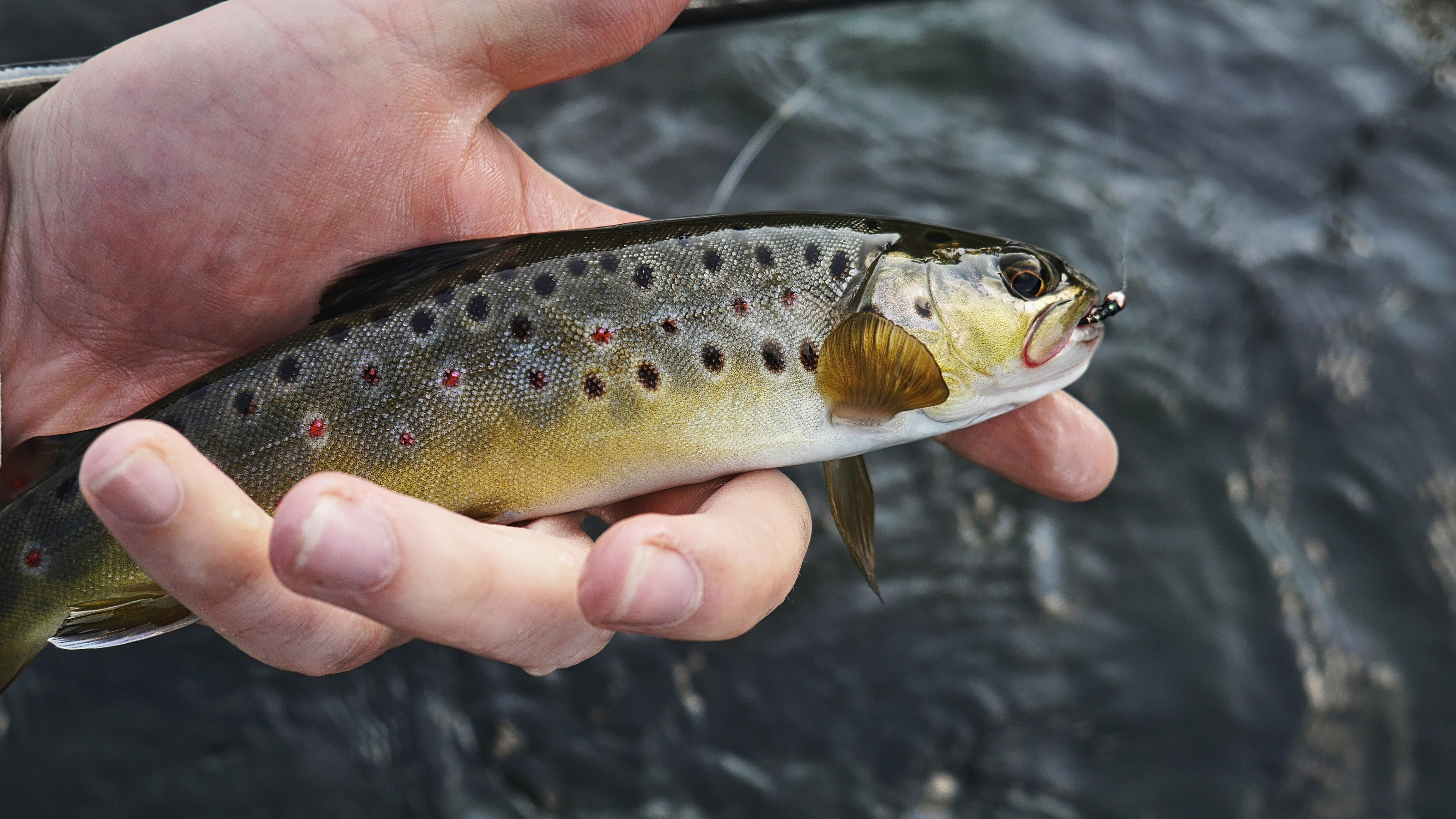 How Many Different Types Of Trout Are There?