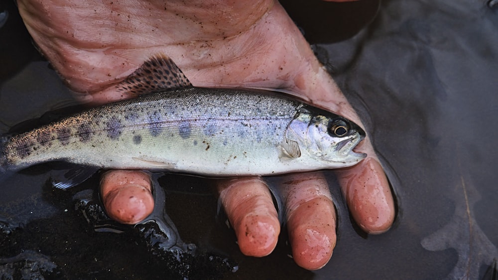 close up photo of fish on person's palm