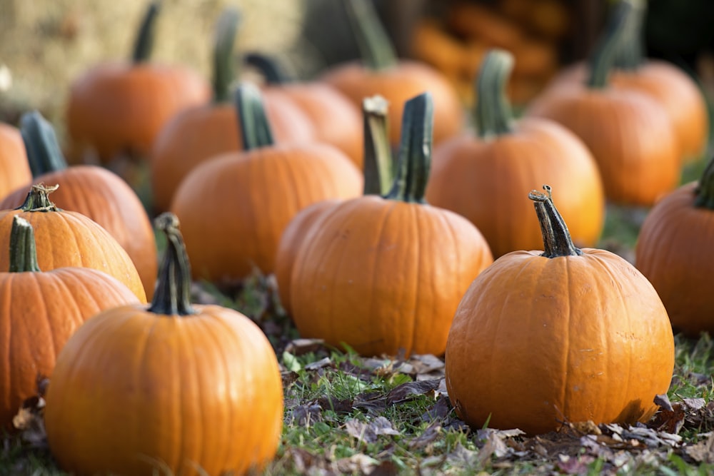 shallow focus photography of orange pumpkins