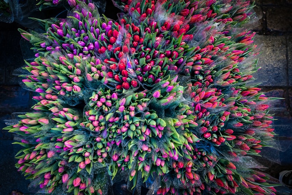 fotografia em closeup de flores de pétalas vermelhas e cor-de-rosa