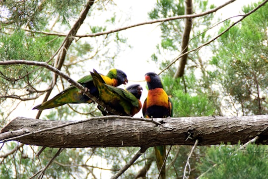 three assorted birds on branch in Marcus Beach Australia