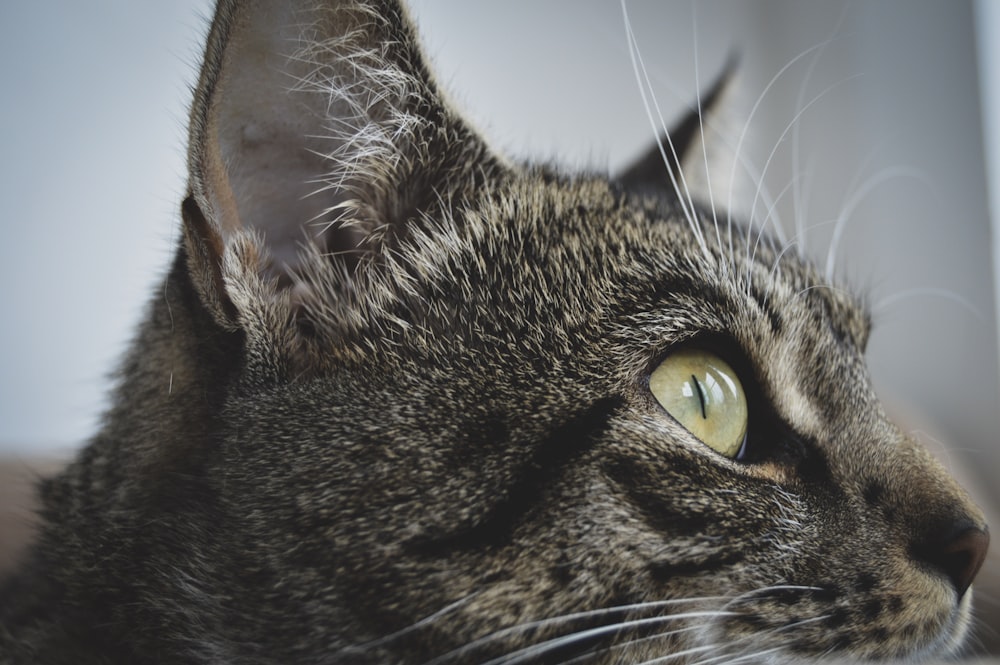 closeup photo of brown tabby cat