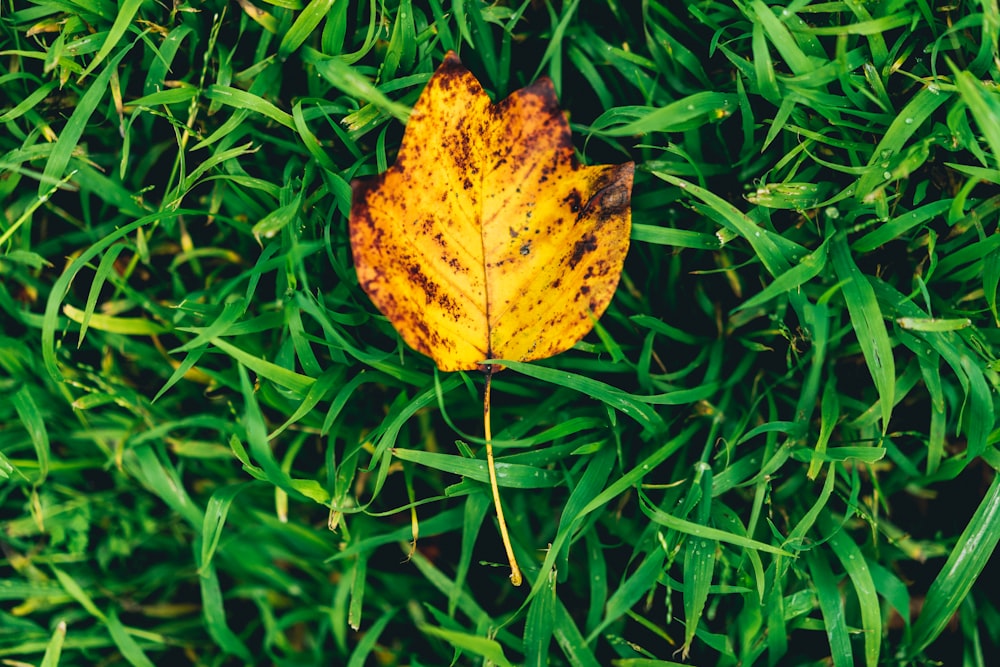 yellow and brown leaf on green grass