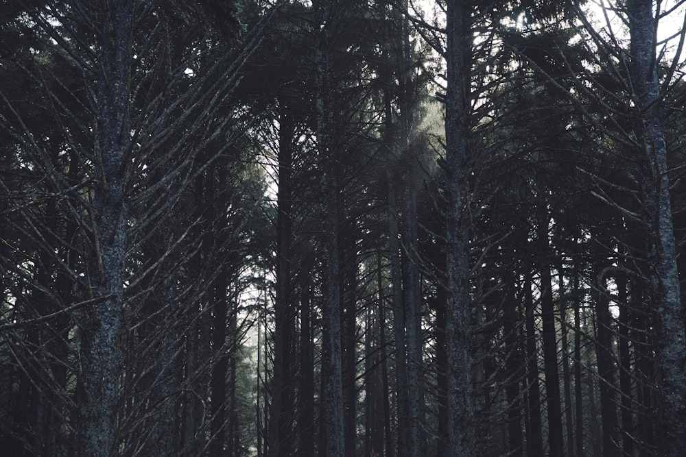 low angle photography of green pine trees