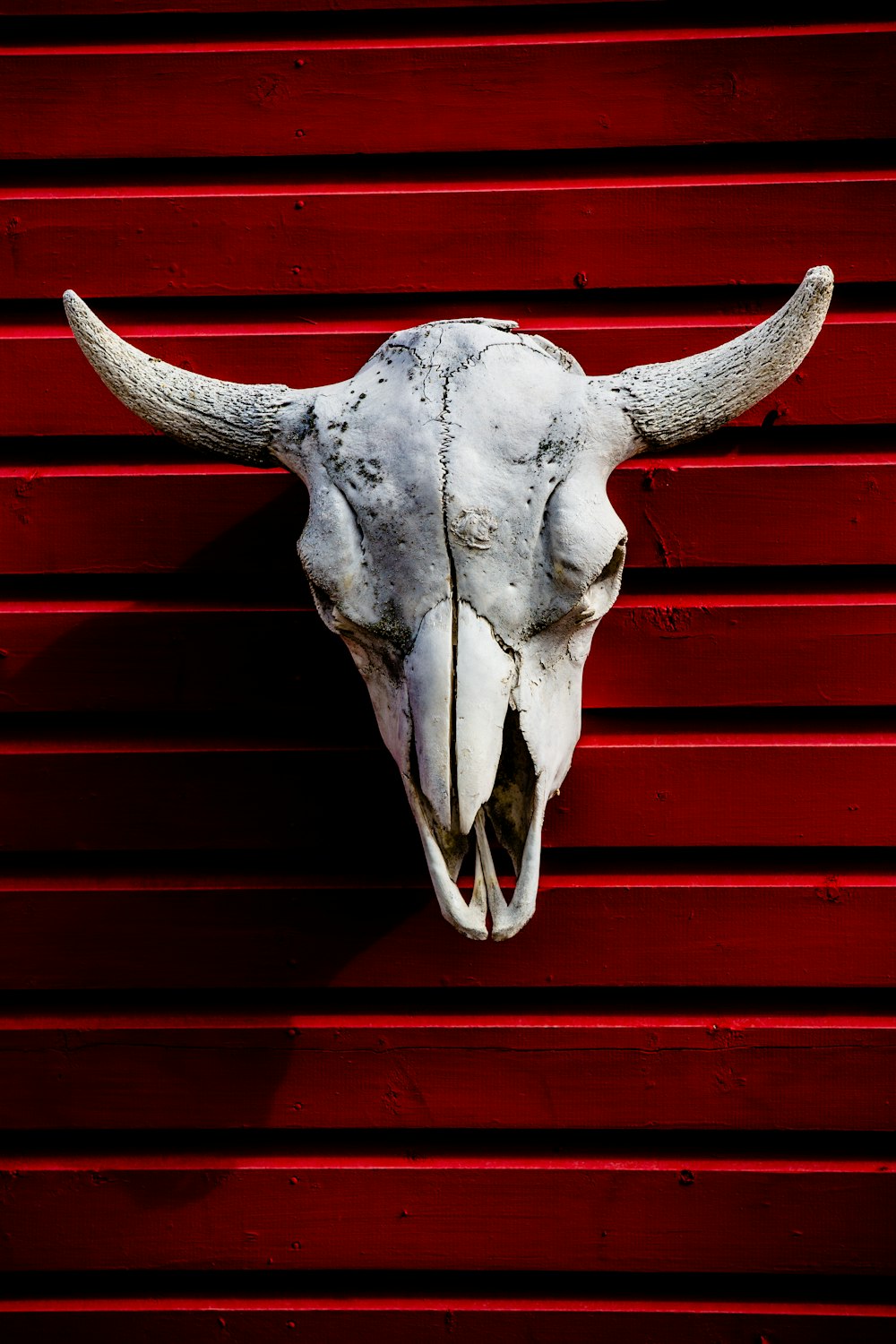 white animal skull on wall