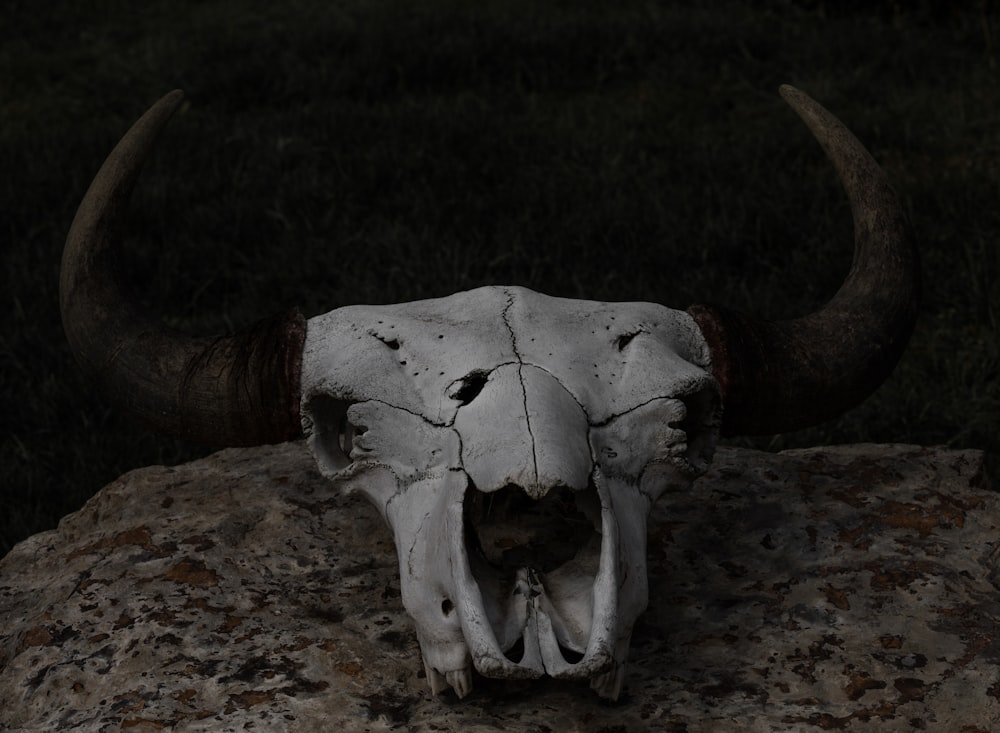 white and brown animal skull on rock