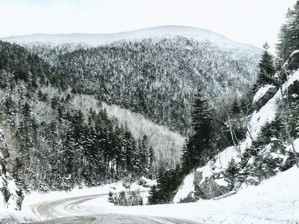 landscape photography of pine trees