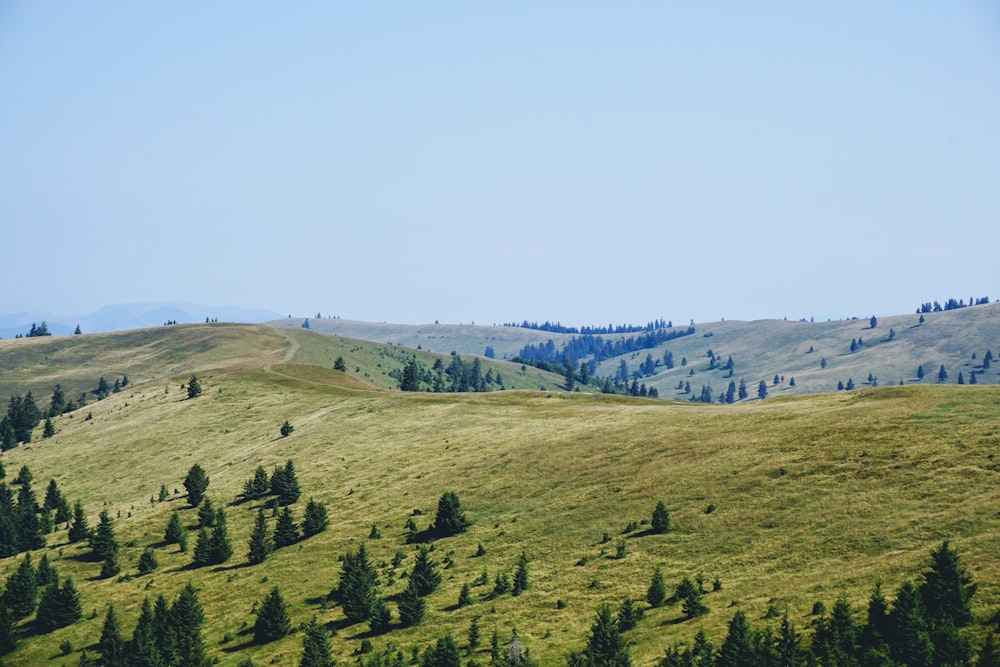 green pine trees on hill during daytime