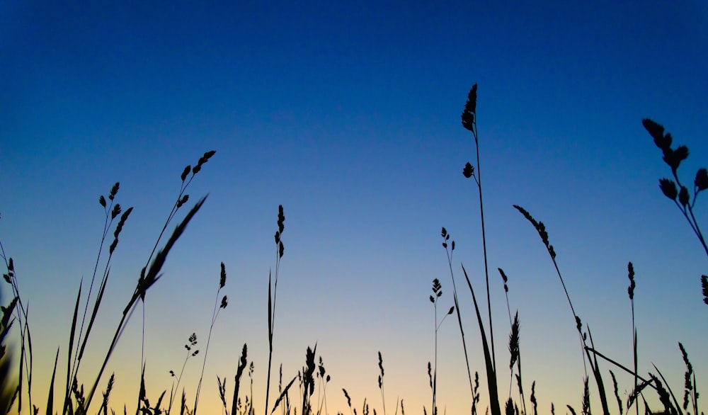 worms-eye view of grasses under blue sky