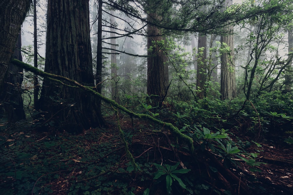 Une forêt remplie de grands arbres