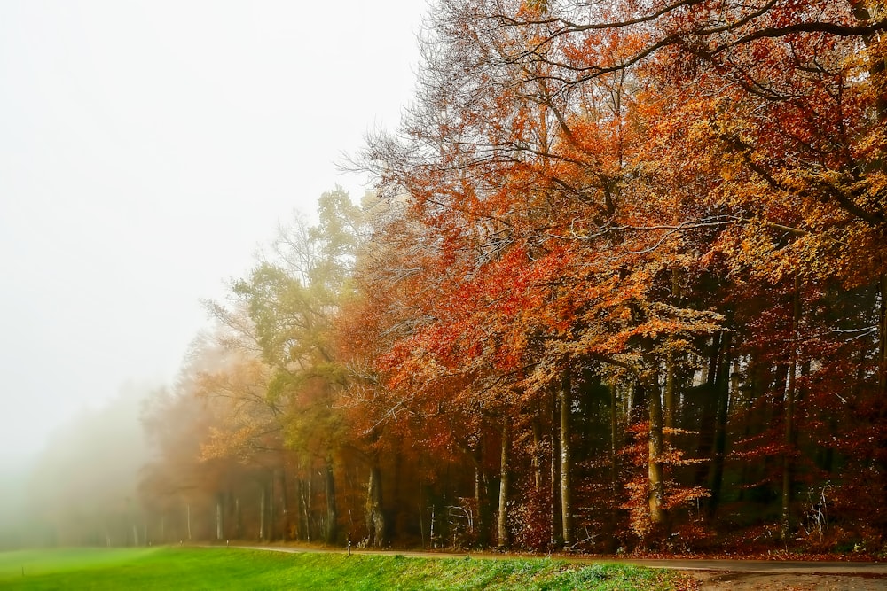 lined autumn trees covered with fog